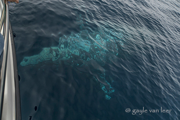 Gray Whale