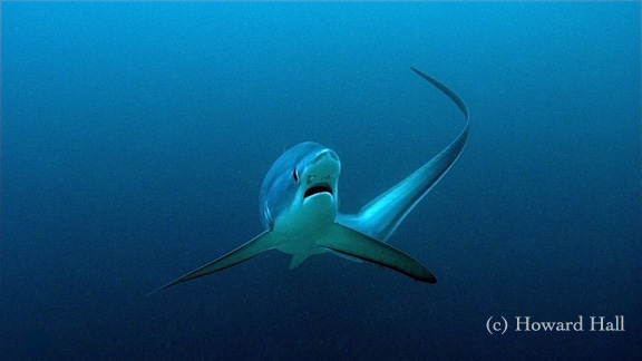 Pelagic Thresher Shark