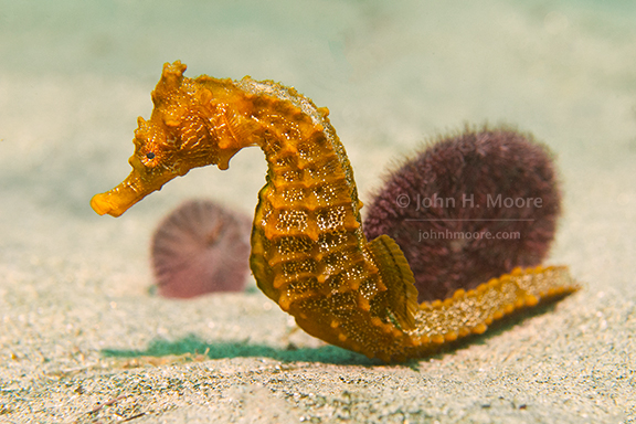 Pacific Seahorse