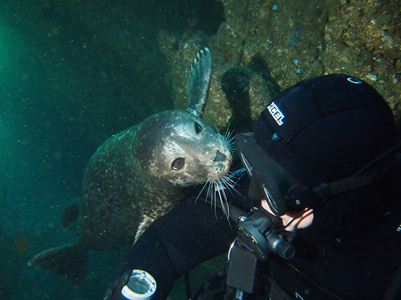 Harbor Seal