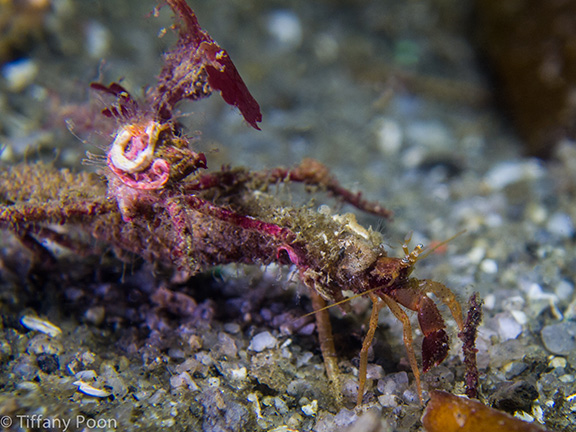 Toothshell Hermit Crab