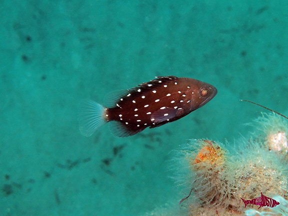 Star-studded Grouper