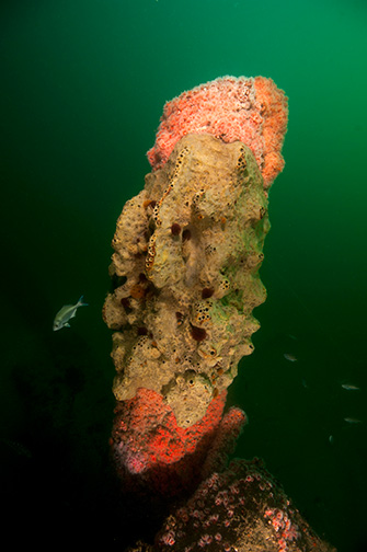 Gray Moon Sponge