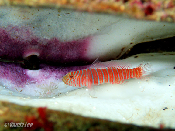 Zebra Goby