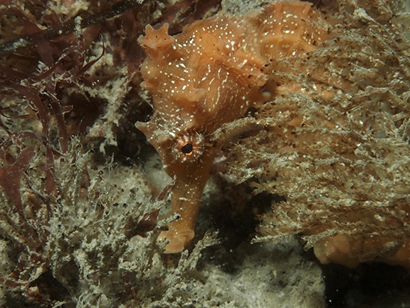 Pacific Seahorse