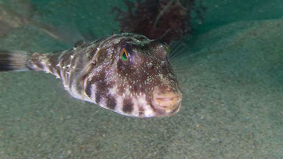 Longnose Puffer