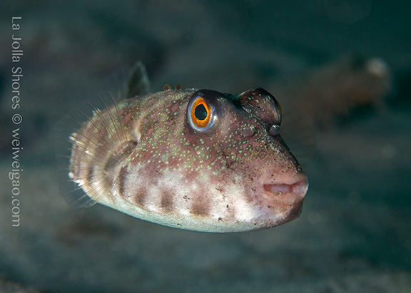 Longnose Puffer