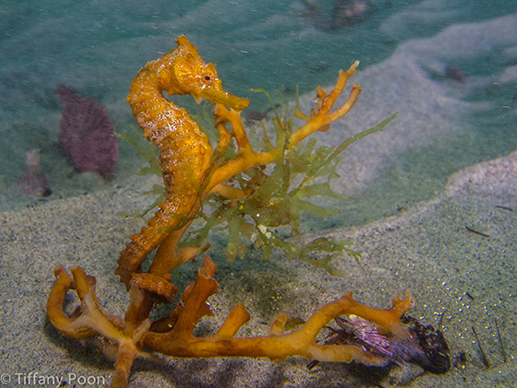 Pacific Seahorse