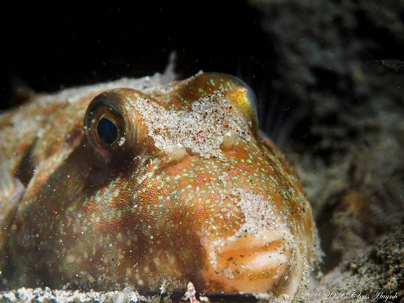 Longnose Puffer