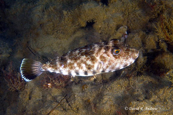 Longnose Puffer