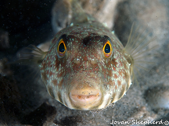 Longnose Puffer