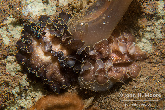 Polyclad Flatworms