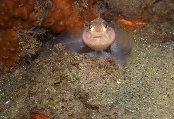 Blackeye Goby