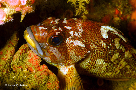 Gopher Rockfish