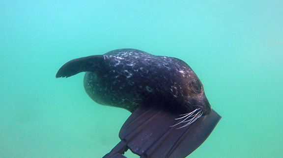 Harbor Seal