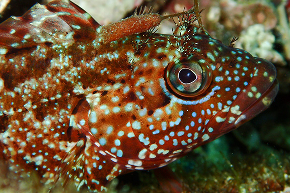 Largemouth Blenny