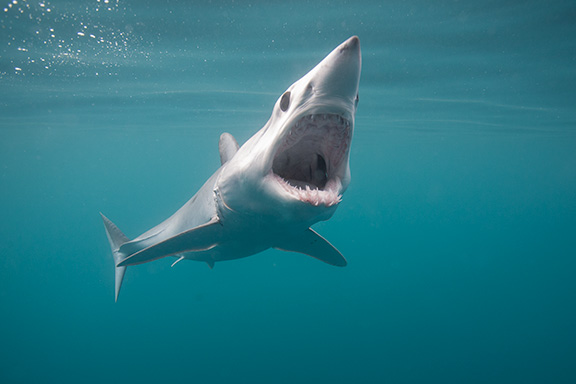 Shortfin Mako