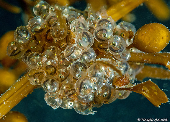 Tube-snout eggs