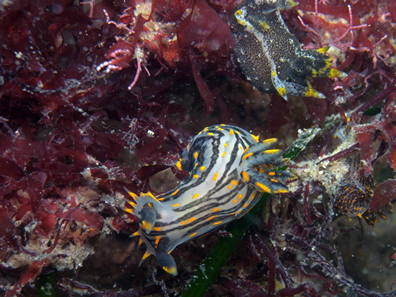 Polycera atra and Polycera hedgpethi