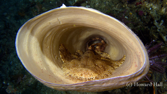 Wobbegong Shark