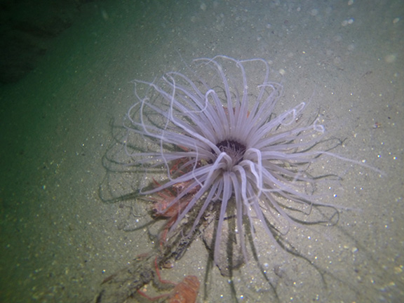 Tube-dwelling Anemone