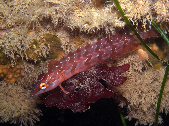 Giant Kelpfish