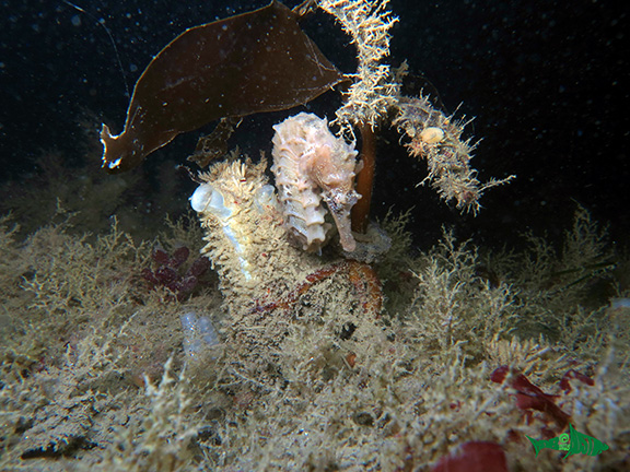 Pacific Seahorse