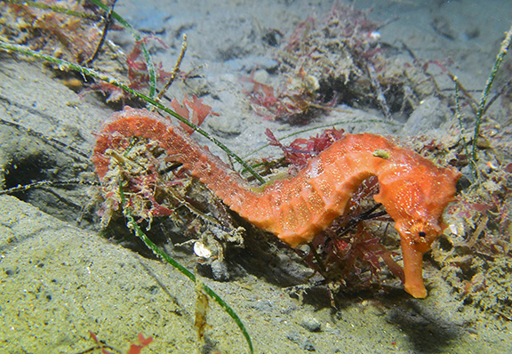 Pacific Seahorse