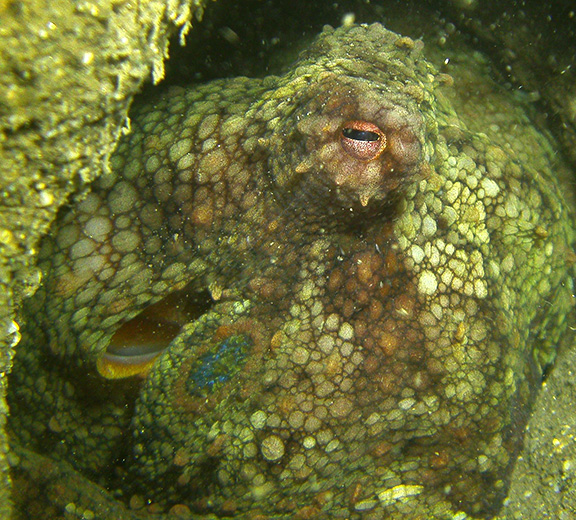 Two-spot Octopus