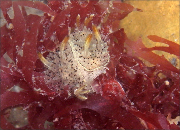 Acanthodoris rhodoceras