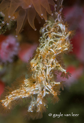 Fragile Tube Worms