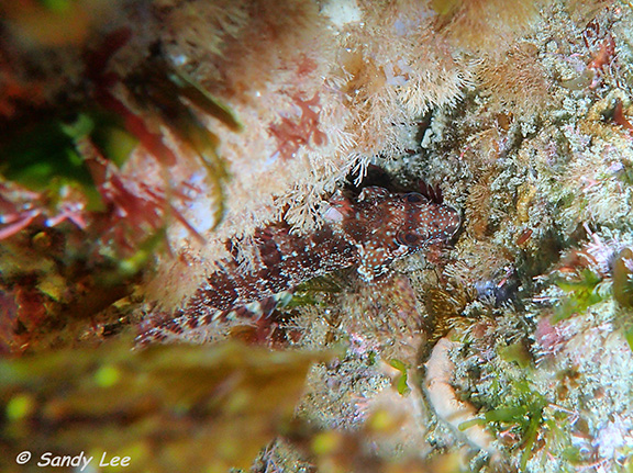 Largemouth Blenny