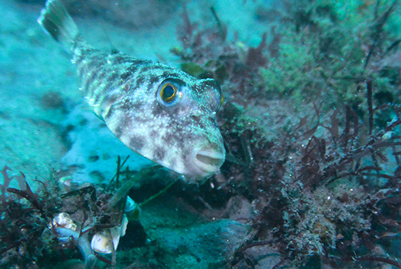 Longnose Puffer