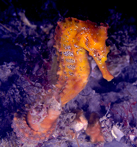 Pacific Seahorse