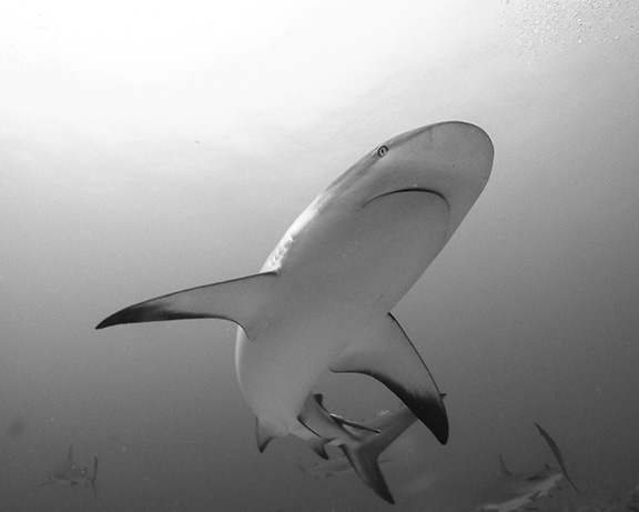 Caribbean Reef Shark