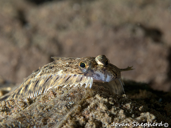 Flatfish