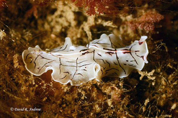 Polyclad Flatworm