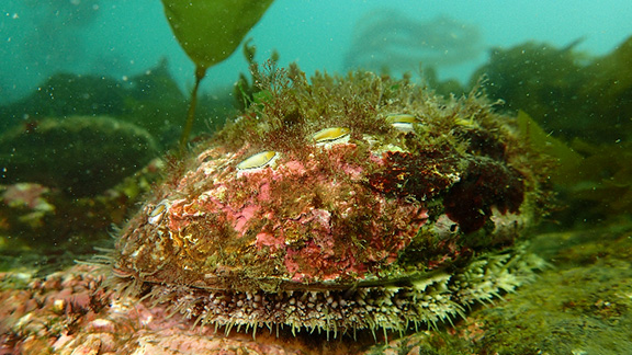 Northern Pinto Abalone