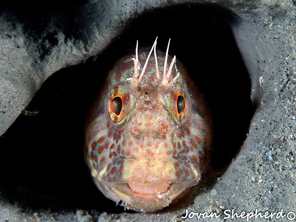 Mussel Blenny