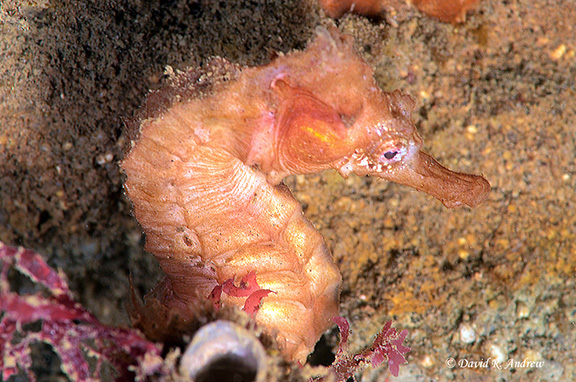 Pacific Seahorse