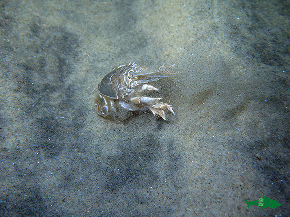 Spiny Mole Crab