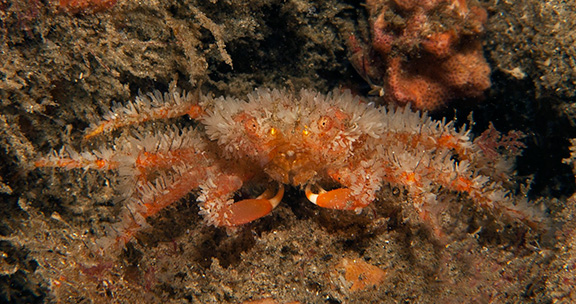 Crevice Spider Crab