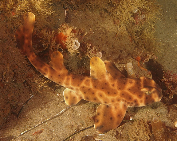 Horn Shark