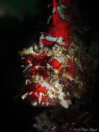 California Scorpionfish