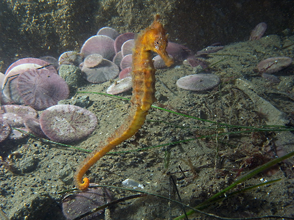 Pacific Seahorse